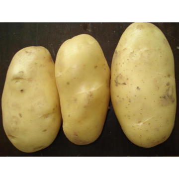 Batata fresca chinesa nova da colheita (200g e acima)